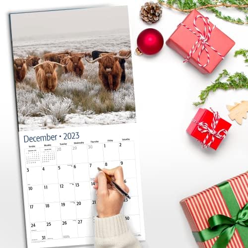 Red Ember Highland goveda 2023 Hvenigirani mjesečni zidni kalendar | 12 x 24 Otvoreno | Debeli i čvrsti papir | Dariva | Životinje