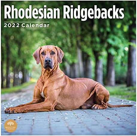 2022. Rhodesian Ridgebacks zidni kalendar Svijetlog dana, 12 x 12 inča, slatka pseća štenaca
